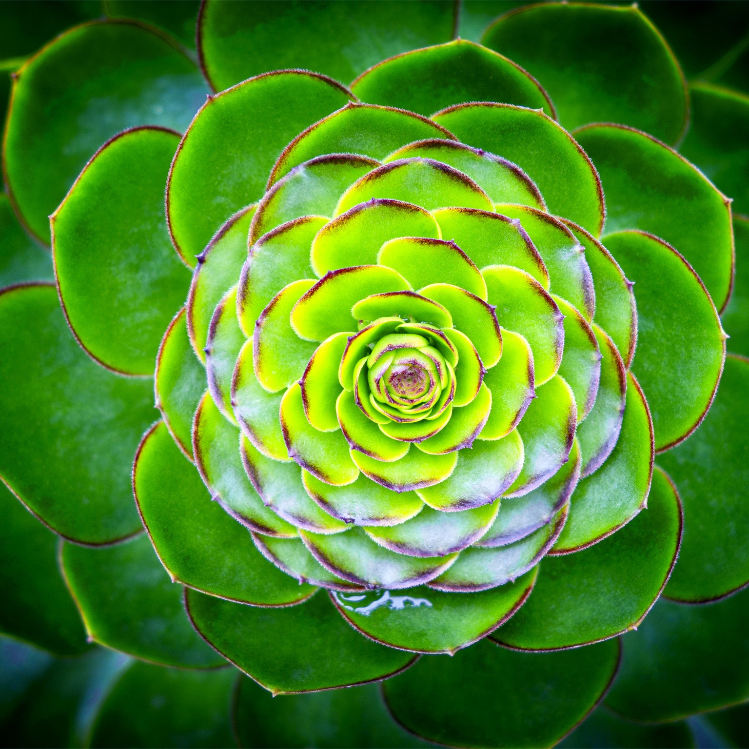 Image of a vibrant green succulent plant.