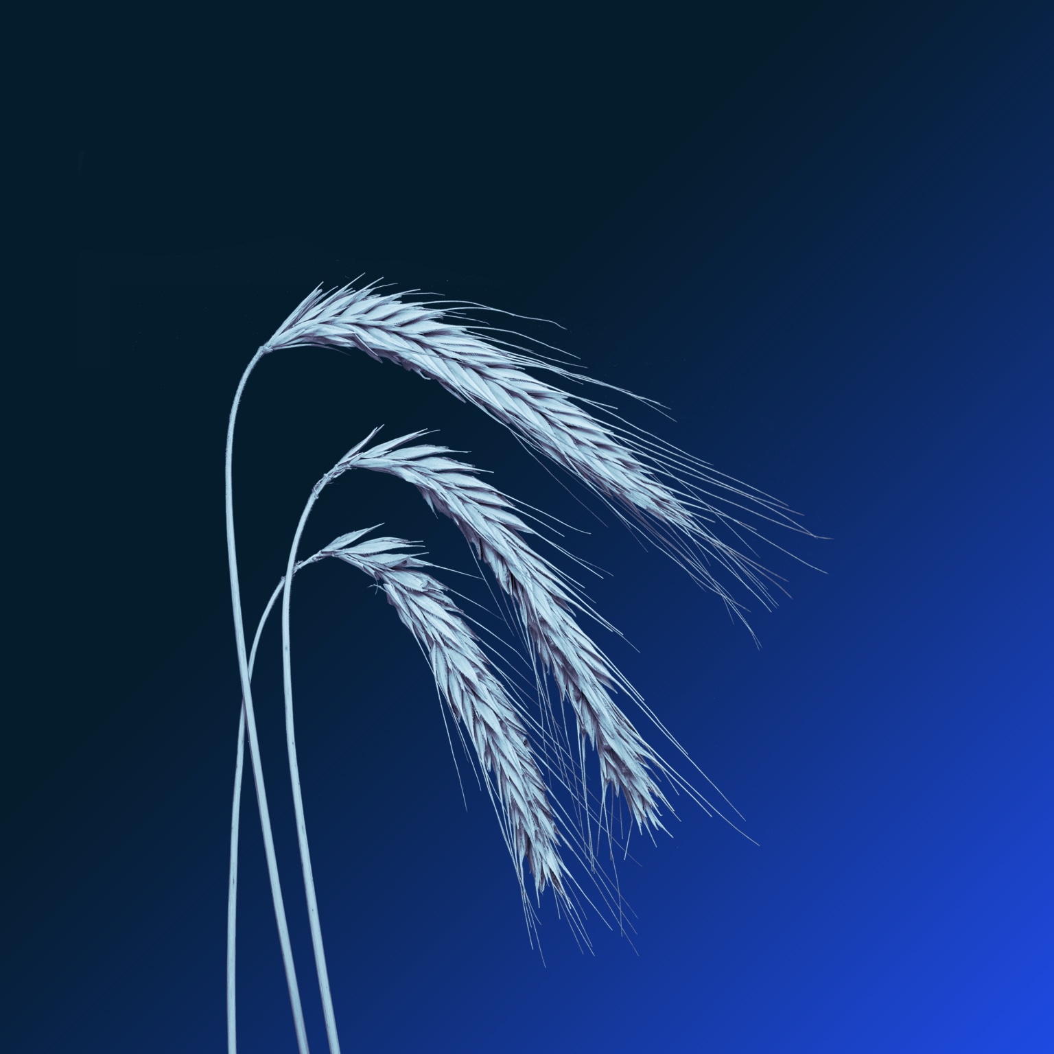 Three wheat spikelets
